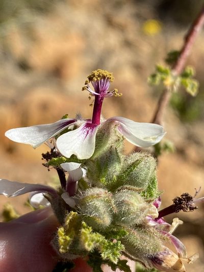 Anisodontea reflexa, photographed by Dave U