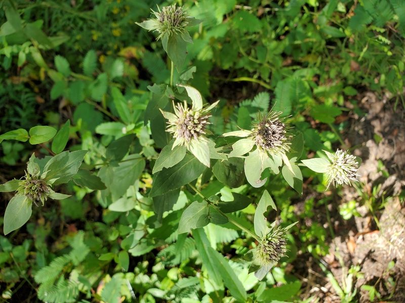 Pycnanthemum setosum, photographed by Tom Field