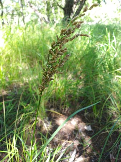 Glyceria obtusa, photographed by Mike Zifkin