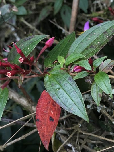 Monochaetum meridense, photographed by Nicolás Baresch Uribe