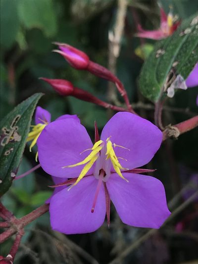 Monochaetum meridense, photographed by Nicolás Baresch Uribe
