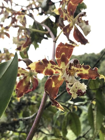 Oncidium luteopurpureum, photographed by Nicolás Baresch Uribe