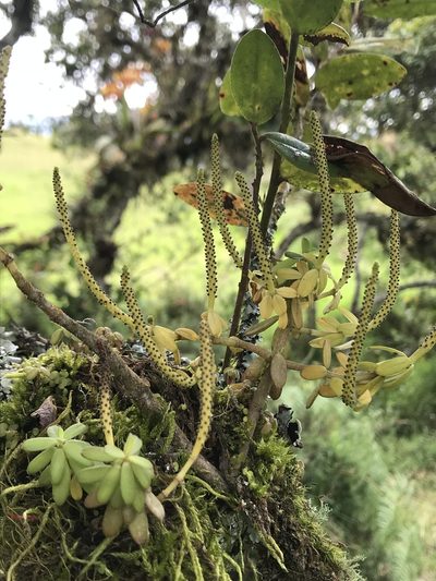 Peperomia ilaloensis, photographed by Nicolás Baresch Uribe