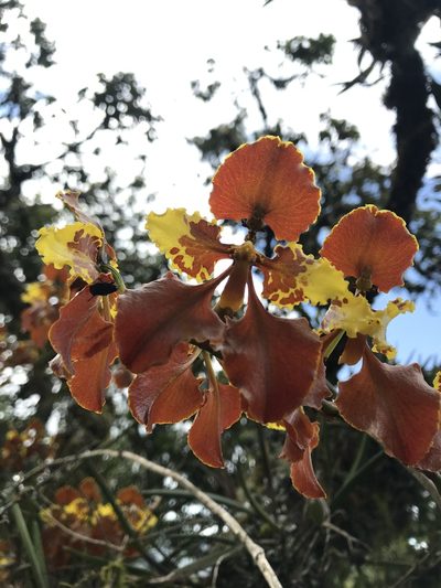 Cyrtochilum tetracopis, photographed by Nicolás Baresch Uribe