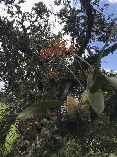 Cyrtochilum tetracopis, photographed by Nicolás Baresch Uribe