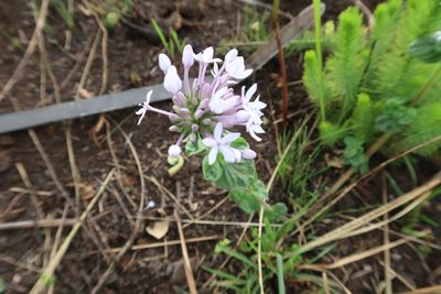 Pentanisia prunelloides, photographed by Presha Soogrim