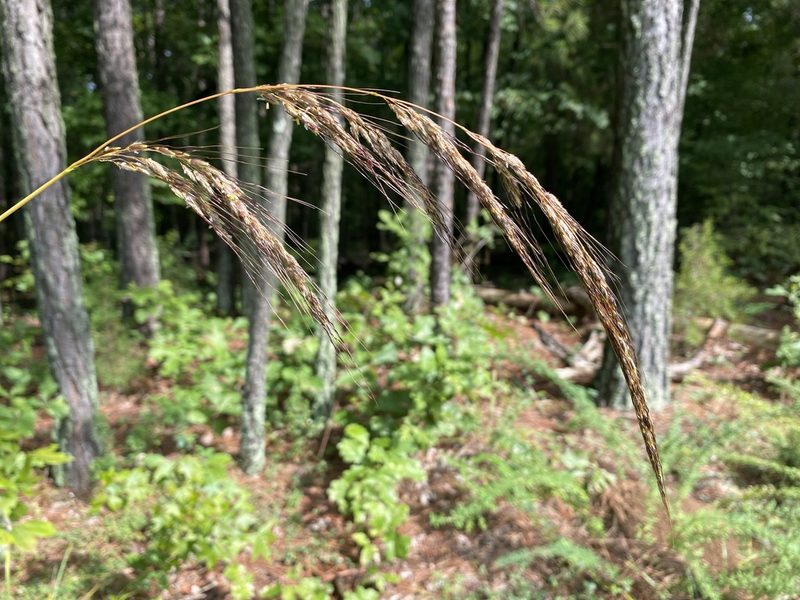 Sorghastrum elliottii, photographed by Alan Weakley