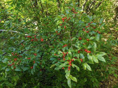 Ilex laevigata, photographed by Zac Peterson