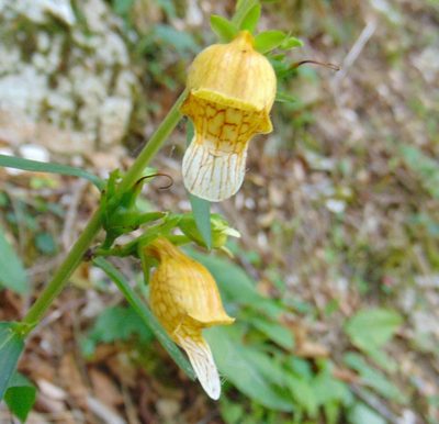 Digitalis laevigata, photographed by viridian