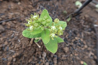 Schizoglossum cordifolium, photographed by Presha Soogrim