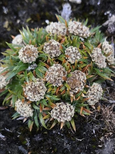 Paepalanthus lodiculoides, photographed by Nicolás Baresch Uribe