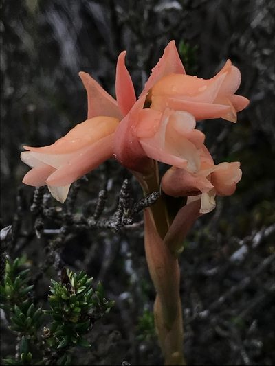Stenorrhynchos vaginatum, photographed by Nicolás Baresch Uribe