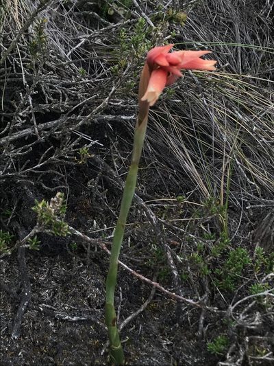 Stenorrhynchos vaginatum, photographed by Nicolás Baresch Uribe