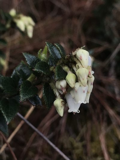Gaultheria anastomosans, photographed by Nicolás Baresch Uribe