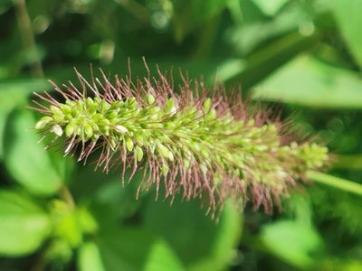 Setaria adhaerens, photographed by M. Socorro González Elizondo