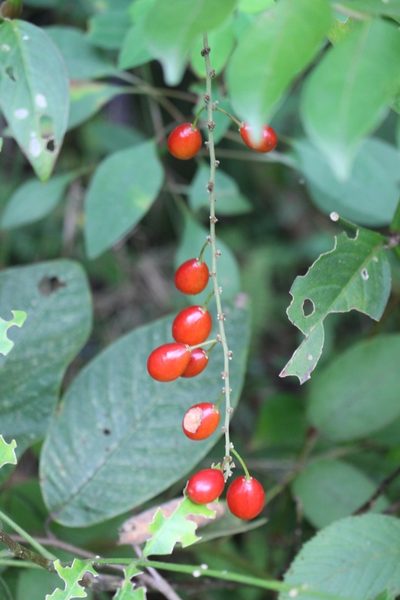 Picramnia antidesma, photographed by Jake Rehage