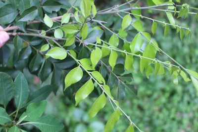 Picramnia antidesma, photographed by Jake Rehage