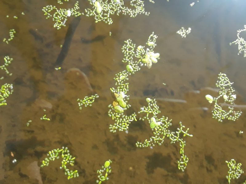 Wolffia borealis, photographed by Renato Robert
