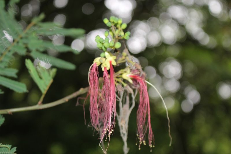Calliandra houstoniana, photographed by Jake Rehage