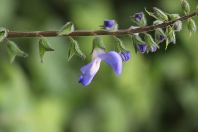 Salvia costaricensis, photographed by Jake Rehage