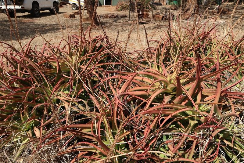 Aloe vanbalenii, photographed by Presha Soogrim