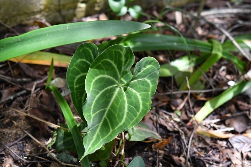 Anthurium leuconeurum, photographed by Neptalí Ramírez Marcial