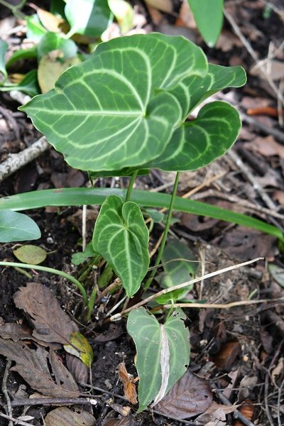 Anthurium leuconeurum, photographed by Neptalí Ramírez Marcial