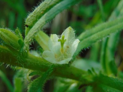 Campanula thyrsoides, photographed by viridian