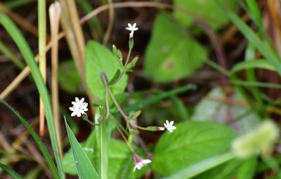 Stevia elatior, photographed by Neptalí Ramírez Marcial