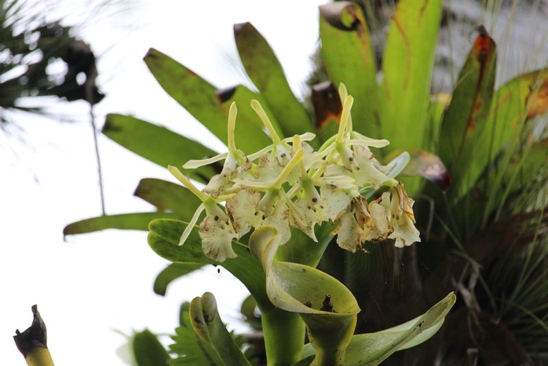 Epidendrum barbeyanum, photographed by Jake Rehage
