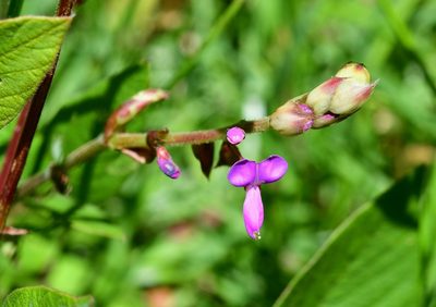 Desmodium pringlei, photographed by Neptalí Ramírez Marcial