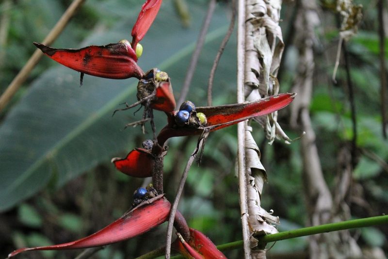 Heliconia tortuosa, photographed by Jake Rehage