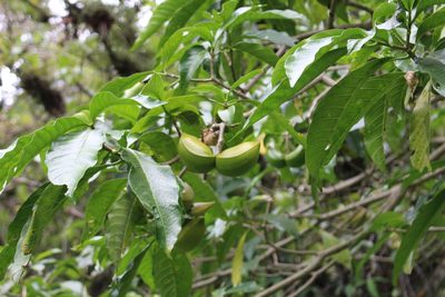Tabernaemontana litoralis, photographed by Jake Rehage