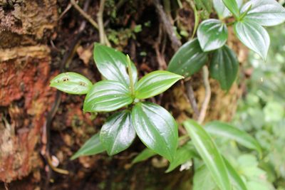 Peperomia san-joseana, photographed by Jake Rehage