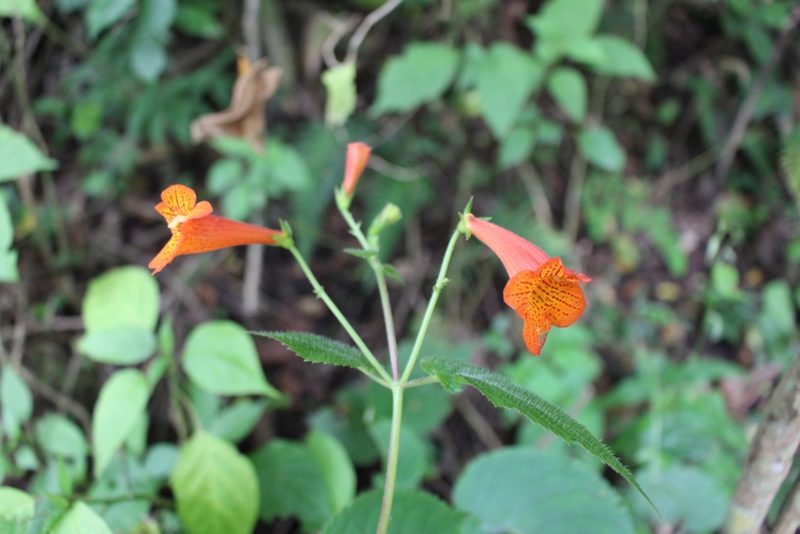Achimenes pedunculata, photographed by Jake Rehage