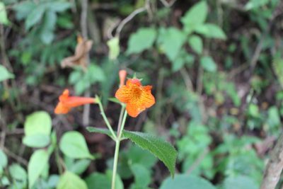 Achimenes pedunculata, photographed by Jake Rehage