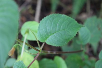 Achimenes pedunculata, photographed by Jake Rehage