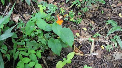Achimenes pedunculata, photographed by Jake Rehage