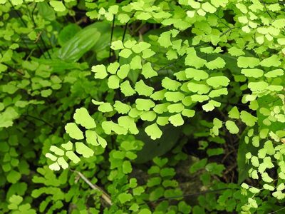 Adiantum braunii, photographed by Neptalí Ramírez Marcial