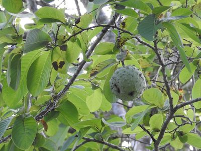 Annona macroprophyllata, photographed by Neptalí Ramírez Marcial