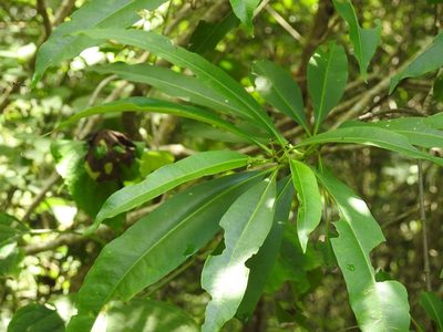 Alstonia longifolia, photographed by Neptalí Ramírez Marcial