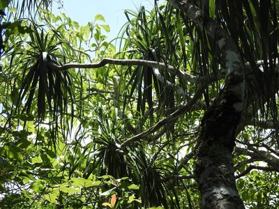 Beaucarnea goldmanii, photographed by Neptalí Ramírez Marcial