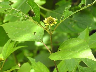 Philactis zinnioides, photographed by Neptalí Ramírez Marcial