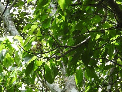 Pittocaulon velatum, photographed by Neptalí Ramírez Marcial