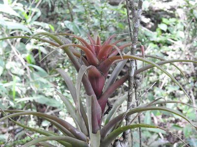 Tillandsia capitata, photographed by Neptalí Ramírez Marcial