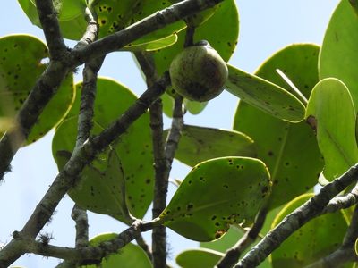 Clusia tetra-trianthera, photographed by Neptalí Ramírez Marcial