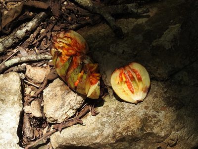 Clusia tetra-trianthera, photographed by Neptalí Ramírez Marcial