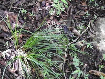 Carex hamata, photographed by Neptalí Ramírez Marcial