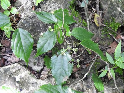 Prockia crucis, photographed by Neptalí Ramírez Marcial