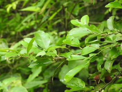 Licaria misantlae, photographed by Neptalí Ramírez Marcial